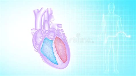 Function Of Right Ventricle And Left Ventricle Of Human Heart Stock ...