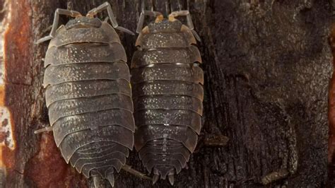 Where Do Woodlice Come From? A Complete Guide - Pest Pit