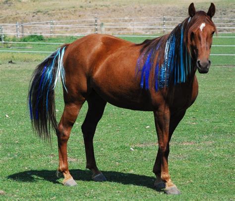 Photo Gallery - Colorful Manes and Tails