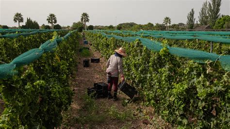 Muere Un Hombre Mientras Trabajaba En El Campo En Montilla