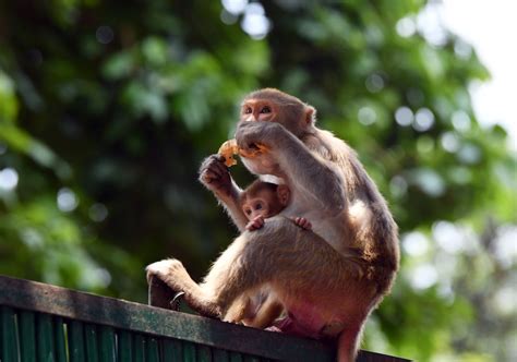 Langur Mimics To Scare Off Monkeys During G20 Summit India