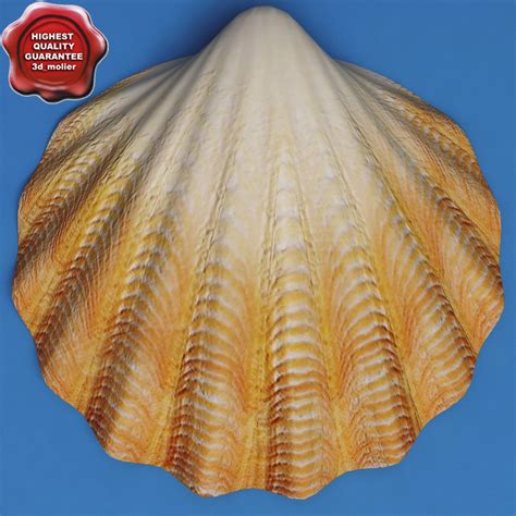 Clam Seashell 3d Model