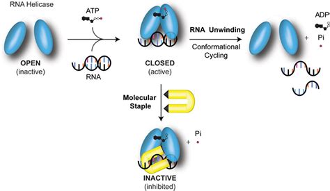 Targeting Dead‐box Rna Helicases The Emergence Of Molecular Staples