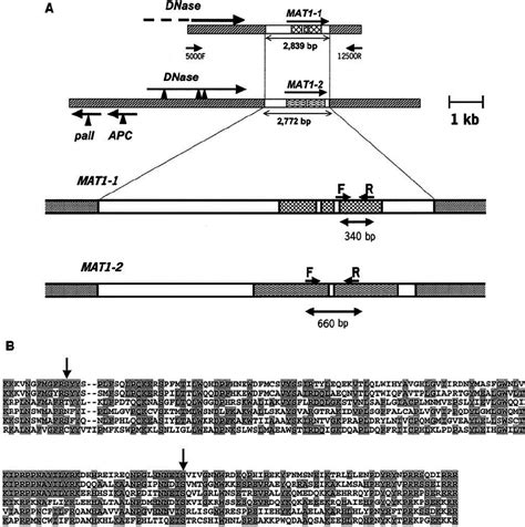 A Schematic Representation Of The Mating Type Loci Of Mycosphaerella