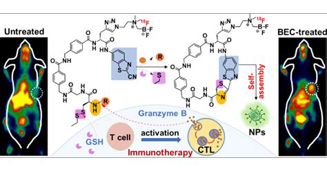 Development Of Granzyme B Targeted Smart Positron Emission Tomography