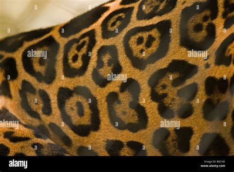 Jaguar (Panthera onca). Showing coat on a living animal and spots ...