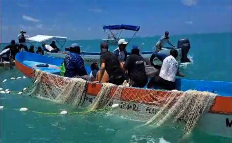 Exitoso rescate de delfín nariz de botella en la Reserva de Sian Kaan