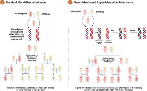 Mode Of Inheritance Of Gene Drive Altered Gene As Compared To Mendelian Download Scientific