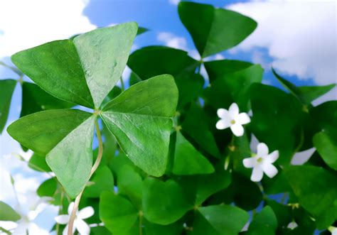 How To Care For A Shamrock Plant My Garden And Greenhouse