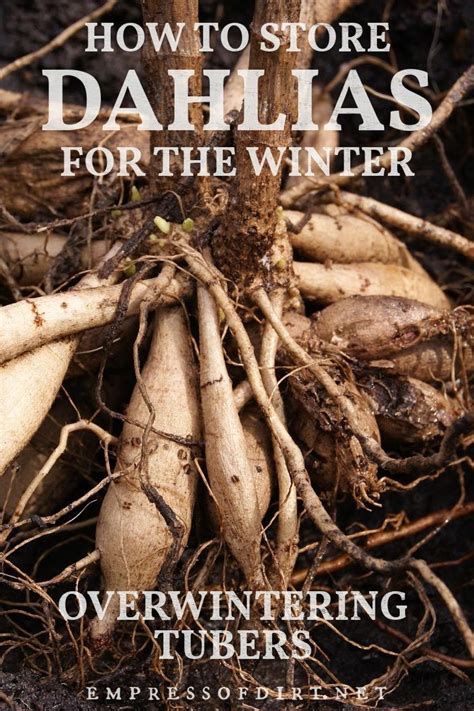 How To Store Dahlia Tubers For Winter Best Options Dahlia Flower