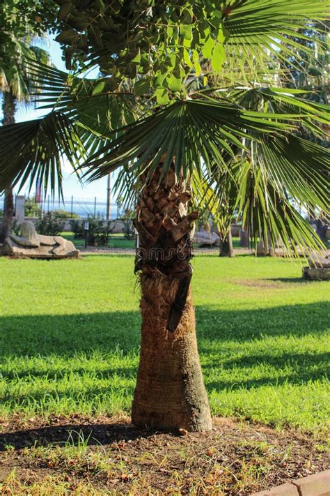 Turkey Old City Of Antalyapalm Tree Near Sea Side Of Mediterranean