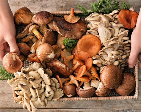 Types Of Mushrooms With Names And Pictures