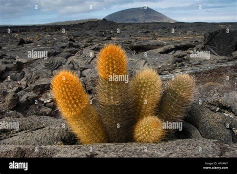 Lava Cactus Brachycereus Nesioticus Grows In An Arid Zone Of Cool Lava Ash And Cinder