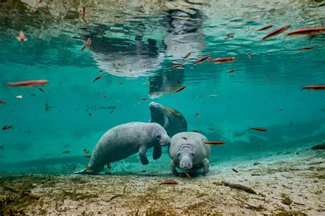 West Indian Manatees Florida Minden Pictures West Indian Manatee