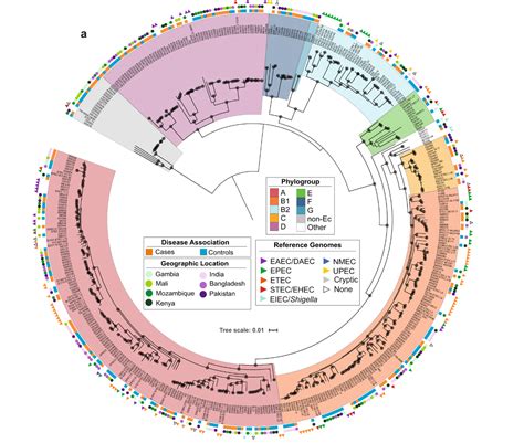 Study reveals the diversity of non-pathogenic E. coli strains