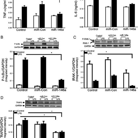 Mir A Suppresses Lps Induced Inflammatory Cytokine Production In