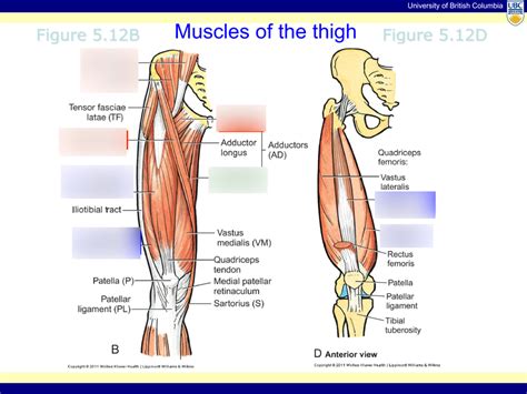 Anterior Thigh Muscles Diagram Quizlet