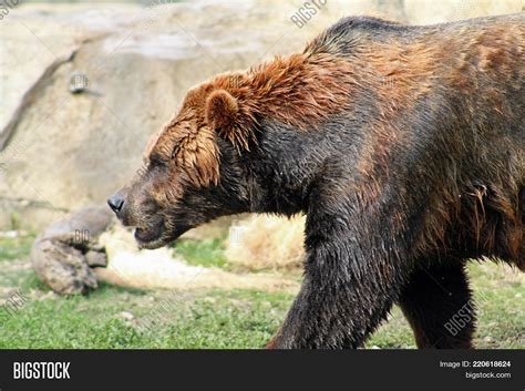 Grizzly Bear Profile