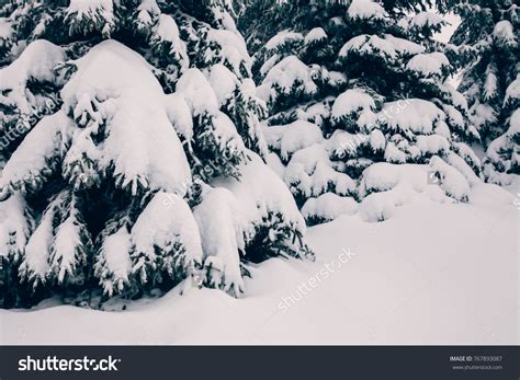 Fir Pine Trees Under Heavy Snow Stock Photo 767893087 Shutterstock