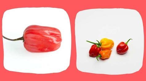 Scotch Bonnet Vs Habanero Peppers How Do They Differ