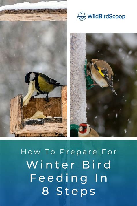 Winter Bird Feeding How To Feed Your Bird During Winter In 8 Steps