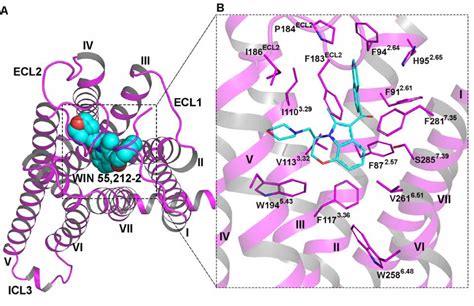 Figure From Cryo Em Structure Of The Human Cannabinoid Receptor Cb