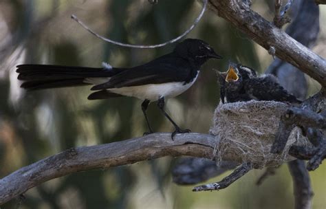 Dsc6461 Willy Wagtail Feeding Chicks In The Nest Bob Caddell Flickr