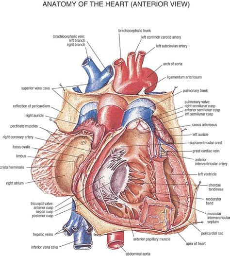 Mixed Colour Heart Anatomy Chart at best price.