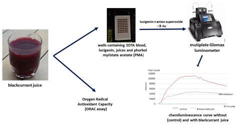 Antioxidants Free Full Text Ex Vivo Antioxidant Capacities Of Fruit