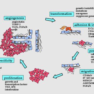 PDF Biologie Der Metastasierung Und Tumorangiogenese