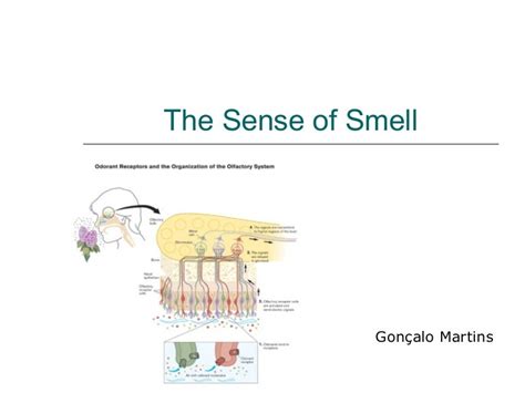 The sense of smell