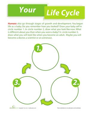 Human Life Cycle Worksheet - Worksheets Library