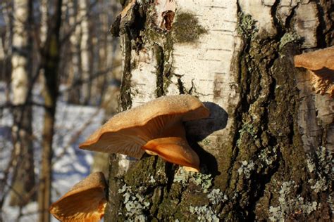 Pilzbefall An Obstb Umen Symptome Behandlung Vorbeugung