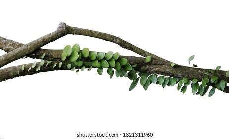 Tropical Rainforest Dragon Scale Fern Pyrrosia Stock Photo