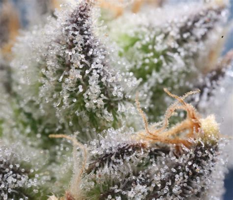 5 Strongest Weed Strains Of 2023 Dagga Seeds