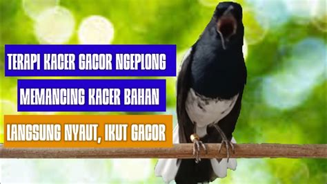 Terapi Pagi KACER GACOR NGEPLONG Ini Ampuh Buat Pancingan KACER APASAJA