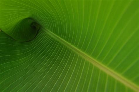 banana leaf wallpaper pack p hd leaf wallpaper cool wallpaper