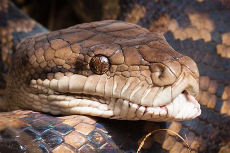 Kentucky pet store owner survives constriction by 20-foot snake - UPI.com