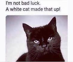 Black Cat Memes and reaction in 2022 | Black cat memes, White cat meme ...