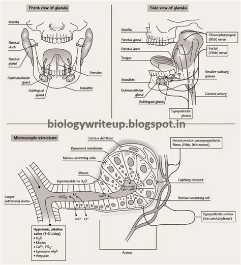 BIOLOGY WRITE UP BIOLOGY ARTICLES SALIVARY GLANDS OF HUMAN DIGESTIVE