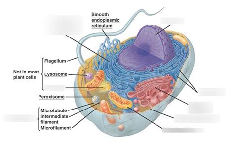 Microtubule Animal Cell