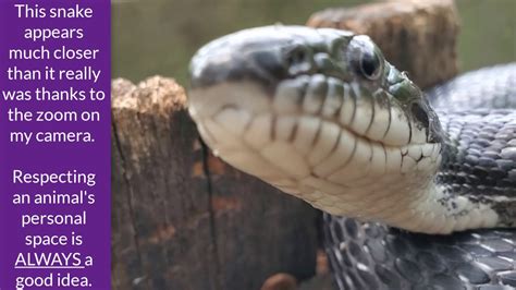 Eastern Rat Snake In The Garden Youtube