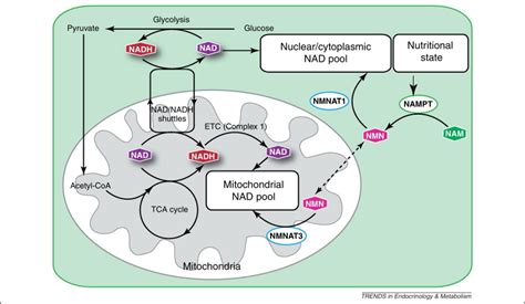 The Dynamic Regulation Of Nad Metabolism In Mitochondria Trends In