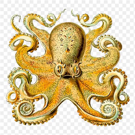 freeoctopus design images   png stickers wallpapers