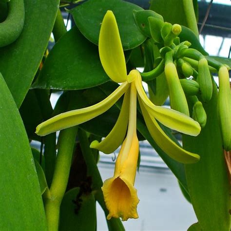 Vanilla Planifolia Lorchidium