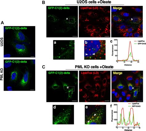 Lipid Associated PML Structures Assemble Nuclear Lipid Droplets