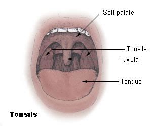 Tonsil - Wikipedia