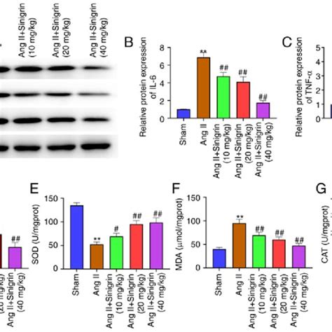 Sinigrin Attenuates Ang II Induced Inflammation And Oxidative Stress In