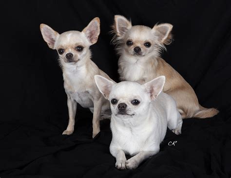 Chihuahua Chien — Wikipédia