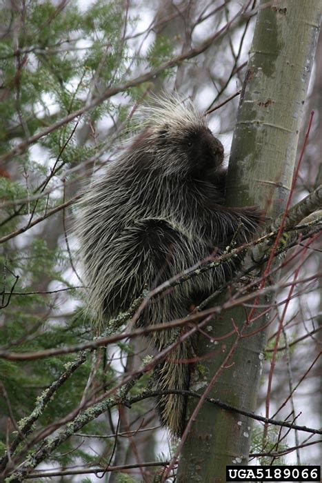 North American Porcupine - Erethizon dorsatum | Wildlife Journal Junior